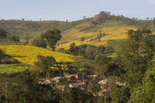 Bebé recém nascido raptado por macaco