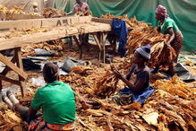 Crianças em campos de tabaco no Zimbabué