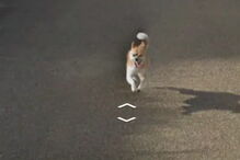 Cão persegue carro da Google