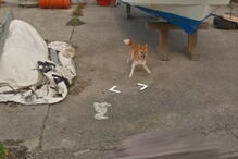 Cão persegue carro da Google