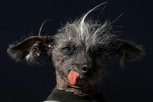 Cão mais feio do Reino Unido torna-se modelo