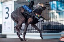 Cão mais feio do Reino Unido torna-se modelo