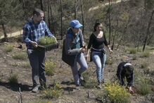 Os pinheiros foram ontem plantados por alunos da Arrentela, que contaram com a ajuda de colegas de Pedrógão Grande