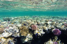 2018-04-26_11_26.53 22 - Marsa Alam, Egipto.jpg