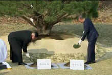 Líderes das Coreias plantaram árvore em sinal de paz
