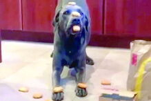 Cão Dunkin só come quando a dona autoriza