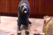  Cão Dunkin só come quando a dona autoriza