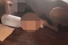 Chega a casa e vê o pitbull dos vizinhos a devorar o seu gato