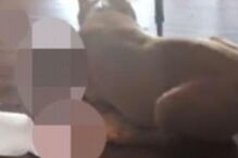 Chega a casa e vê o pitbull dos vizinhos a devorar o seu gato