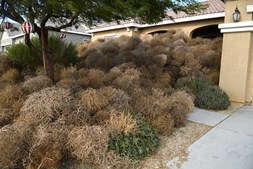 Rolos de ervas secas tomaram as ruas e quintais de cidade americana, na Califórnia