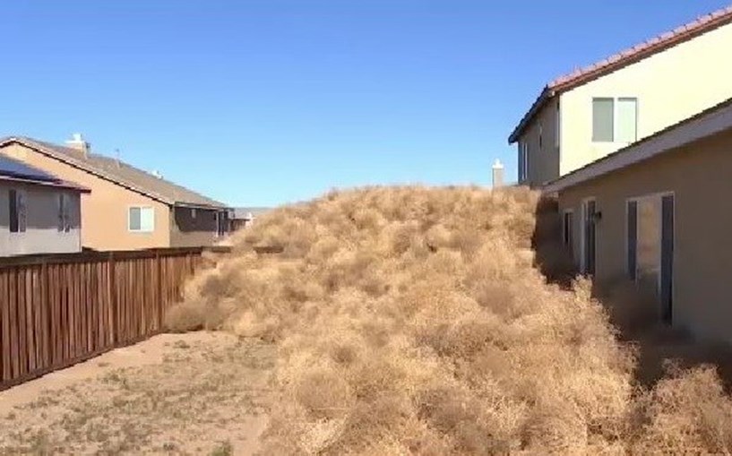 Rolos de ervas secas tomaram as ruas e quintais de cidade americana, na Califórnia