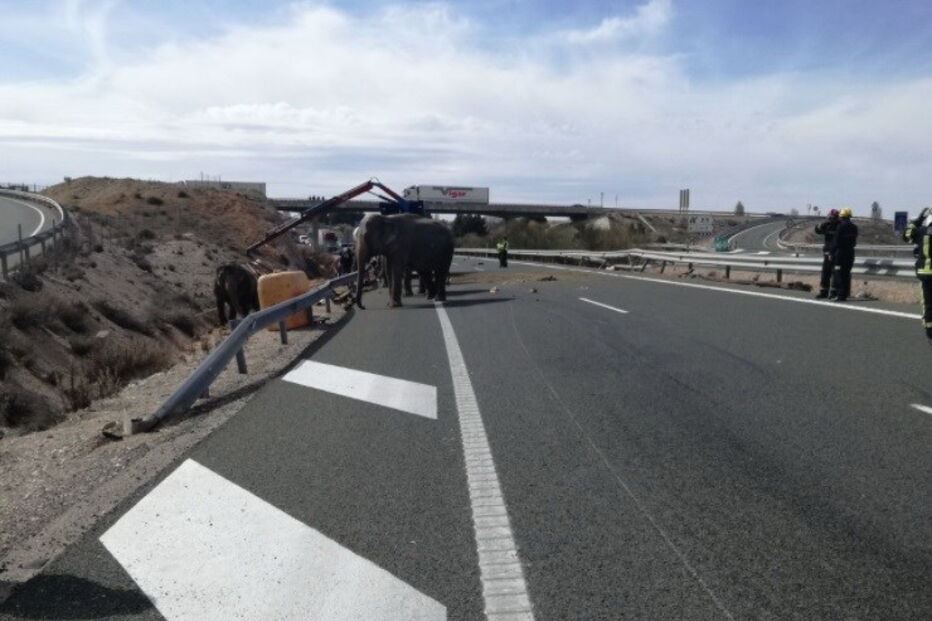 Animais soltos na autoestrada em Espanha