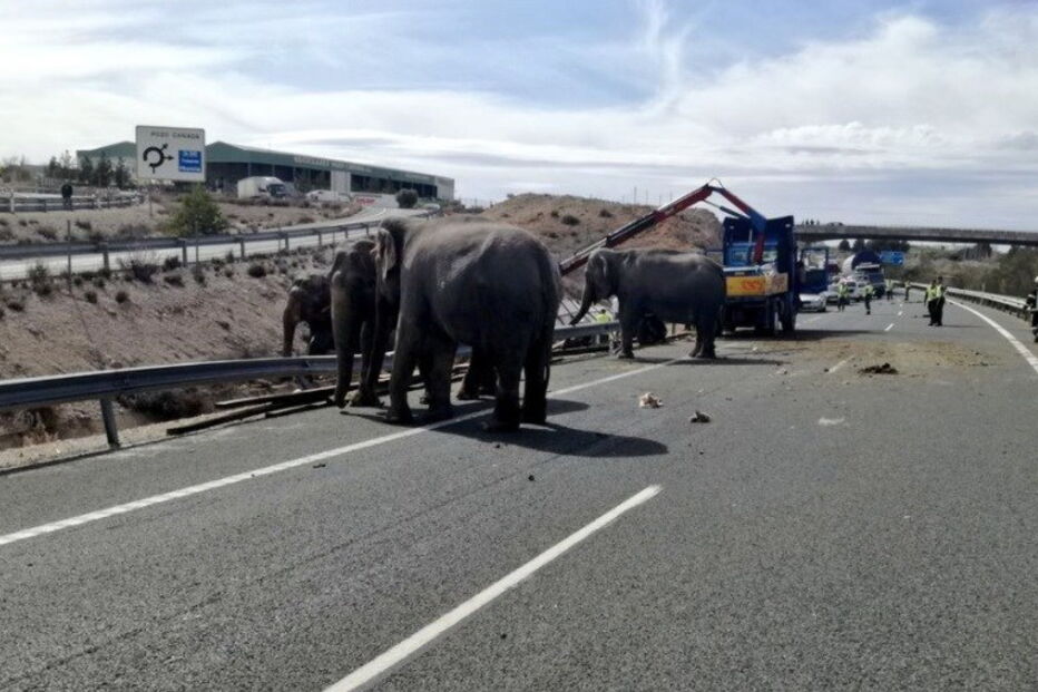Animais soltos na autoestrada em Espanha