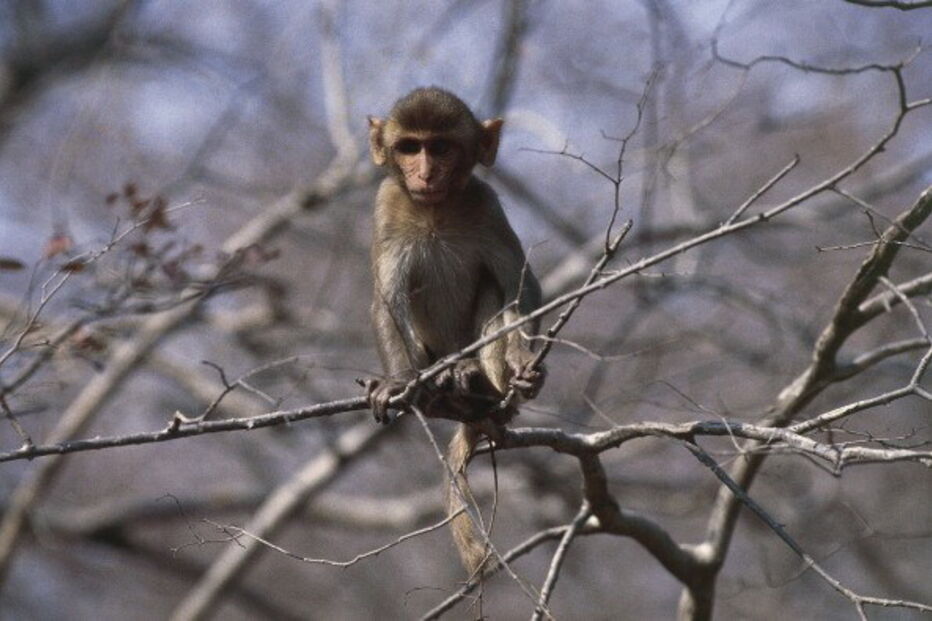 Bebé recém nascido raptado por macaco