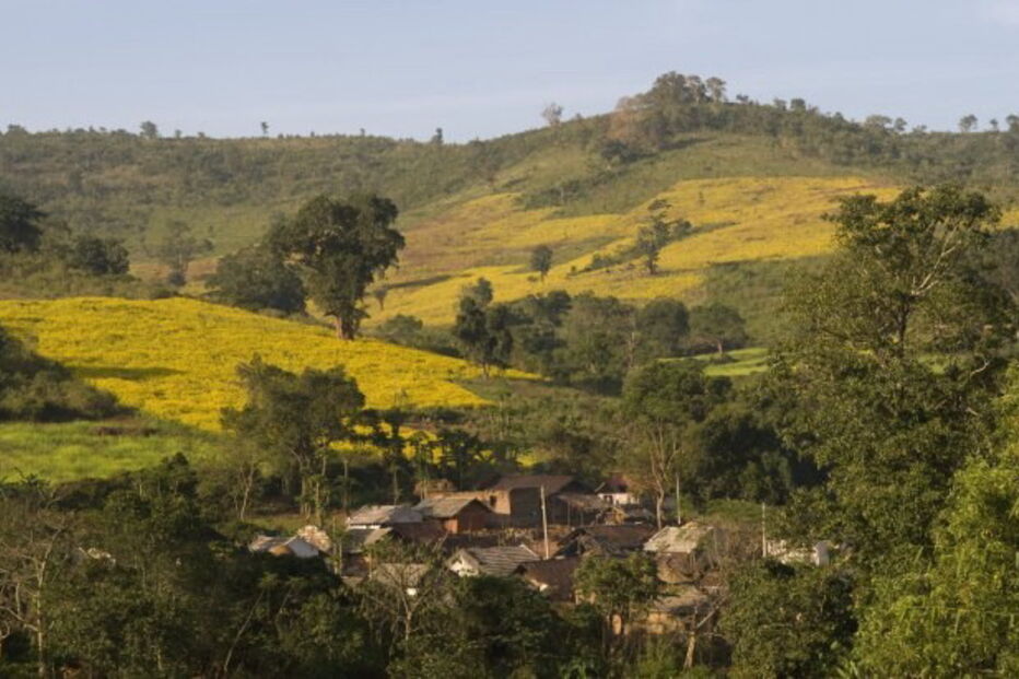 Bebé recém nascido raptado por macaco