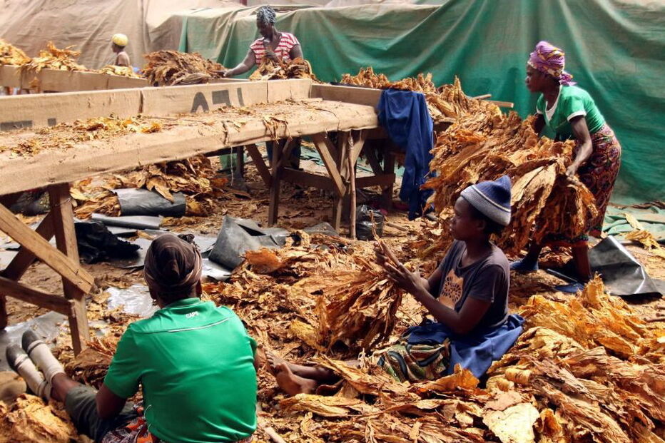 Crianças em campos de tabaco no Zimbabué