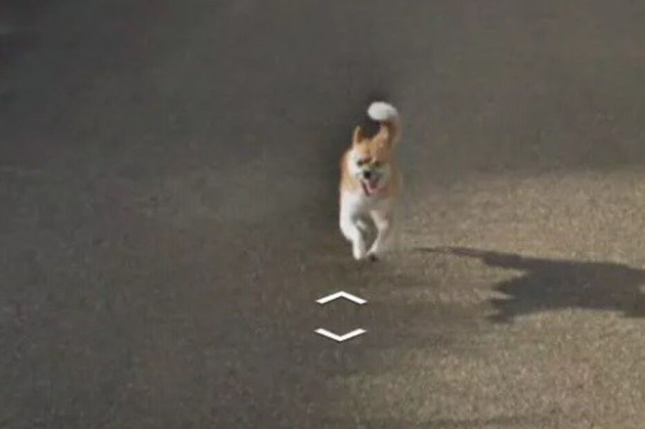 Cão persegue carro da Google