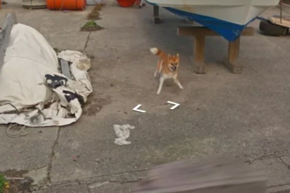 Cão persegue carro da Google