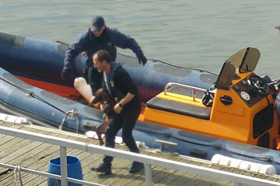 Cão-herói resgatado do Douro depois de encontrar carteira