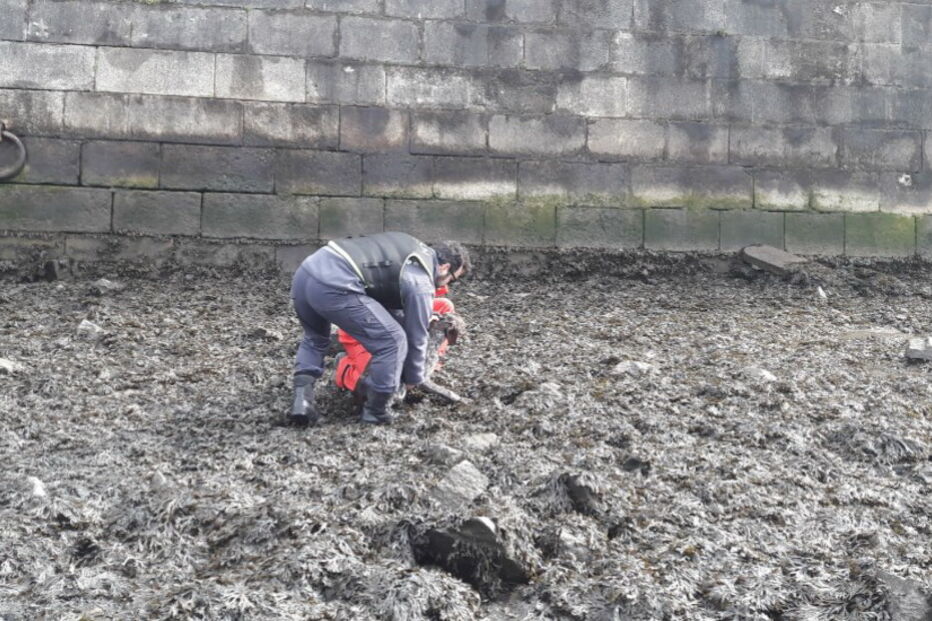 Cão-herói resgatado do Douro depois de encontrar carteira