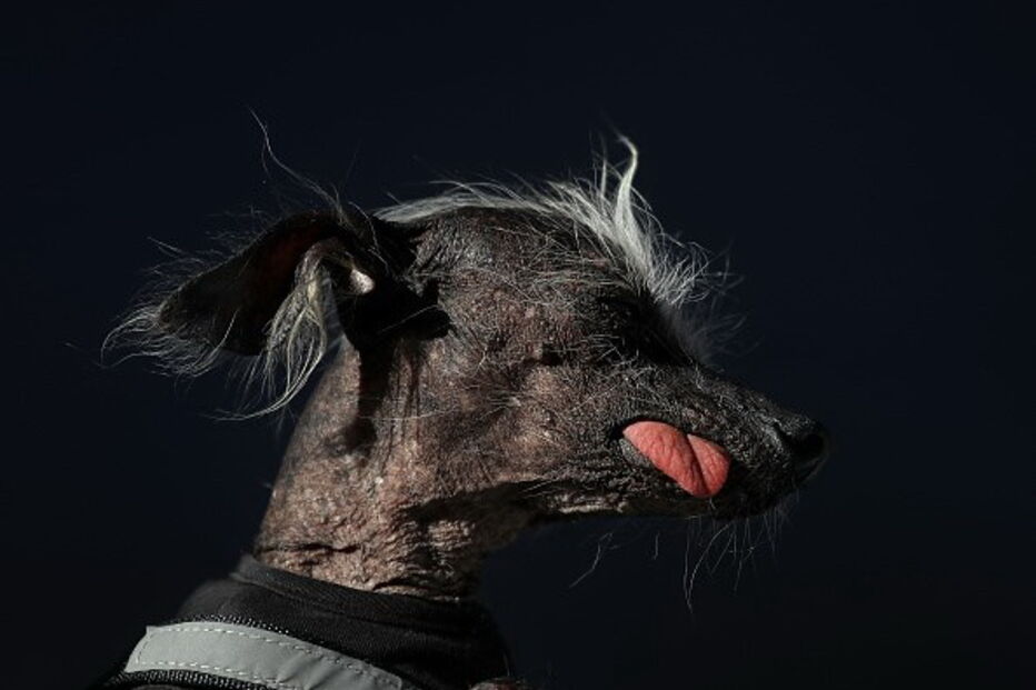 Cão mais feio do Reino Unido torna-se modelo