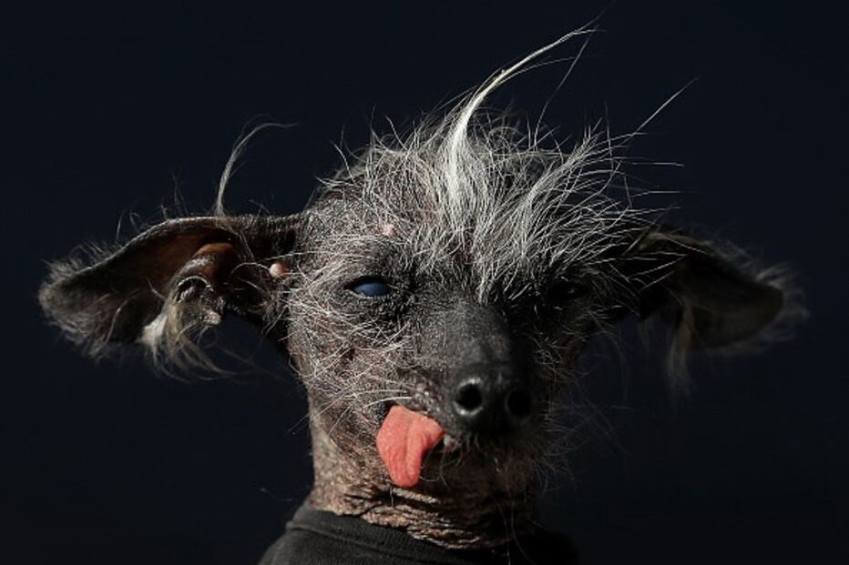 Cão mais feio do Reino Unido torna-se modelo