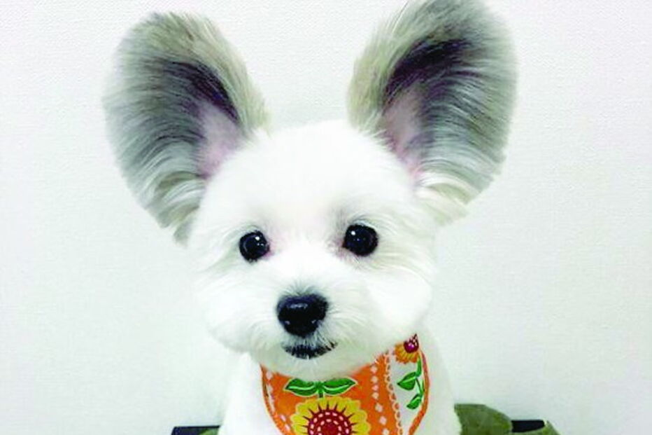 Cão japonês tem orelhas iguais às do Mickey