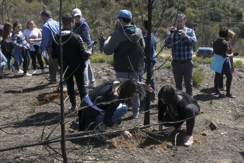 Os pinheiros foram ontem plantados por alunos da Arrentela, que contaram com a ajuda de colegas de Pedrógão Grande