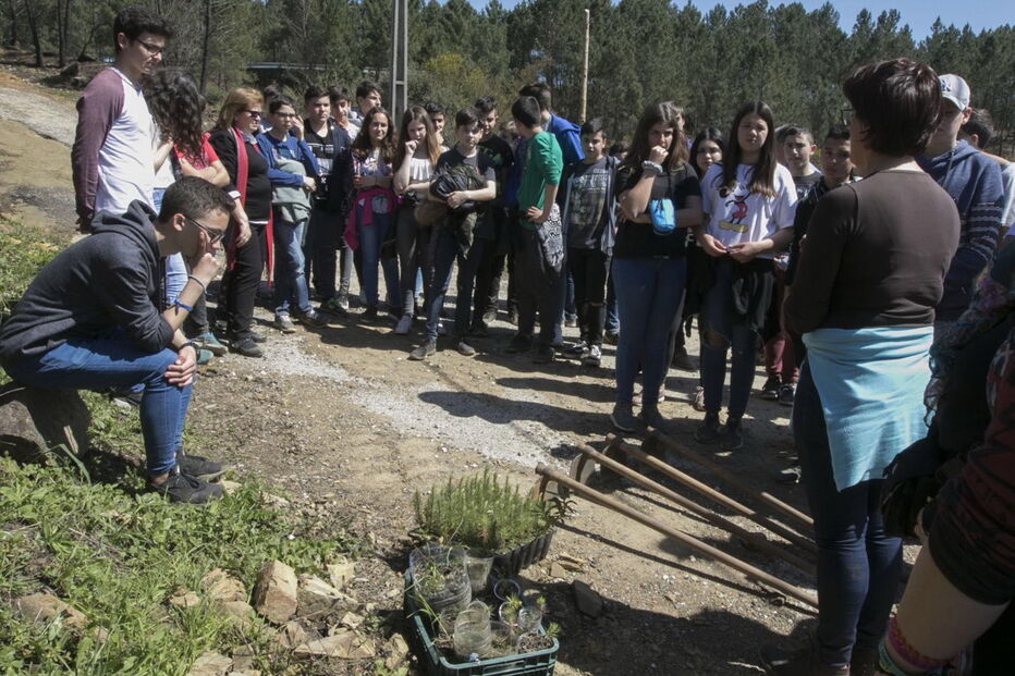 Os pinheiros foram ontem plantados por alunos da Arrentela, que contaram com a ajuda de colegas de Pedrógão Grande