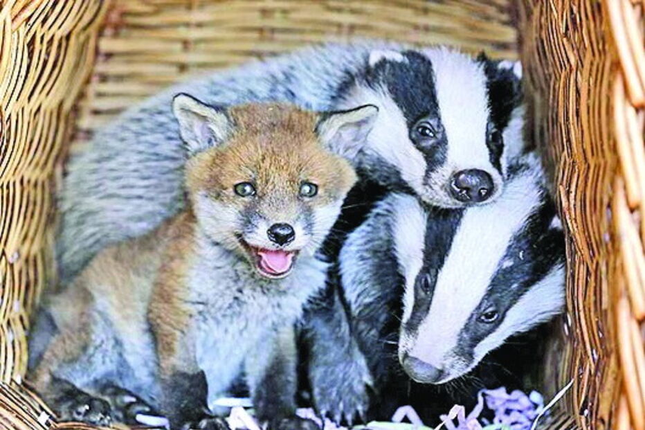 Amizade improvável entre raposa e texugos