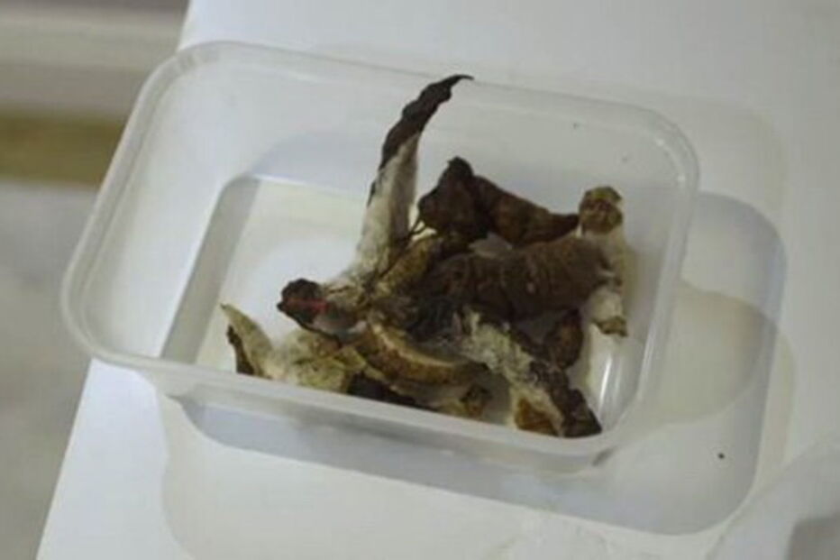 O estado em que os senhorios encontraram a casa