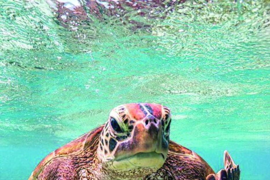 Réptil reage mal a fotografia