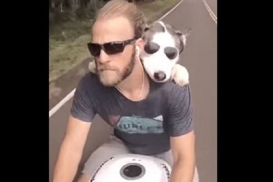 Cão anda de mota com o dono