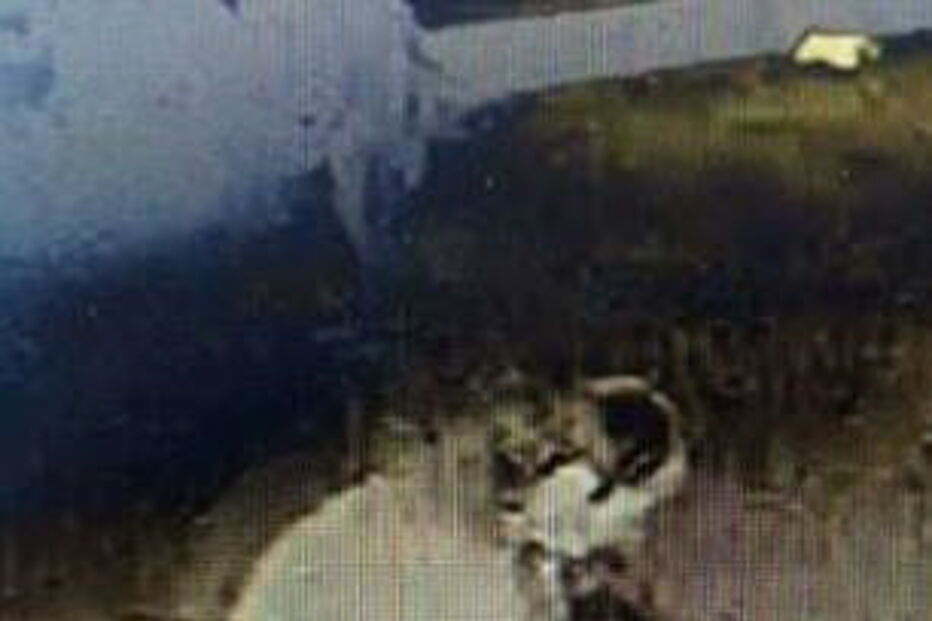 Turista filmado a mostrar pénis a crianças à saida de templo