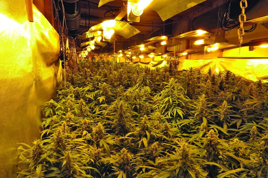 Estufas tinham equipamento de ponta para fomentar cultivo rápido de canábis   