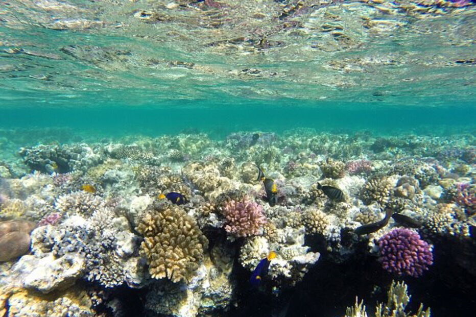 2018-04-26_11_26.53 22 - Marsa Alam, Egipto.jpg