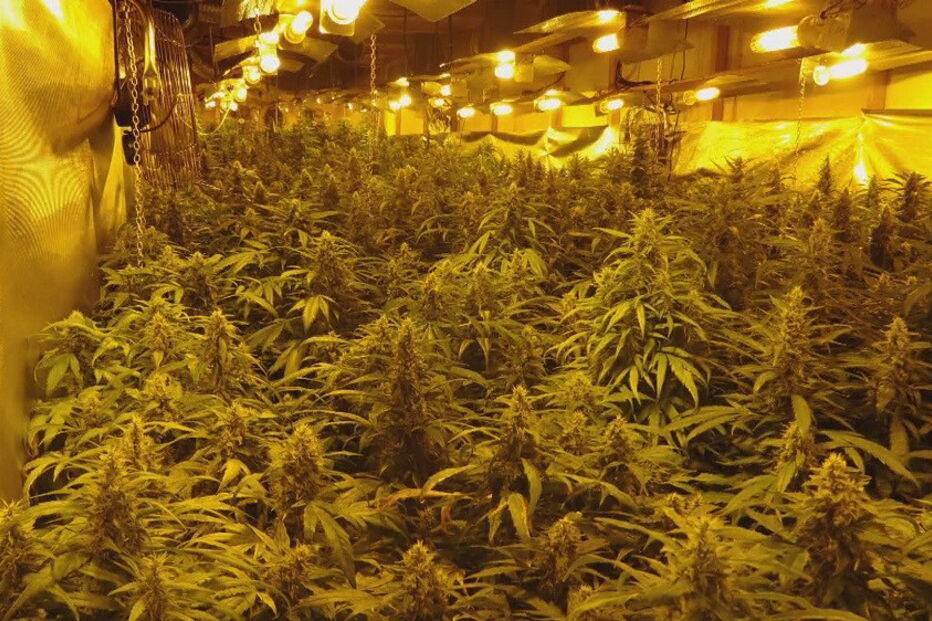 2018-04-26_11_52.15 canabis.jpg