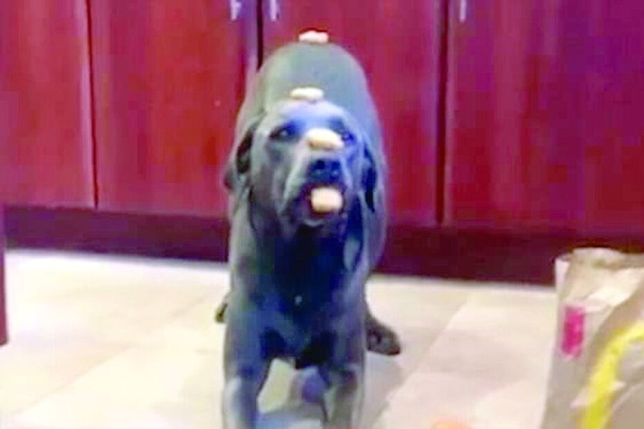 Cão Dunkin só come quando a dona autoriza