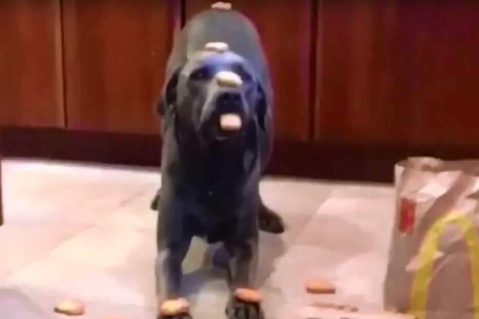  Cão Dunkin só come quando a dona autoriza