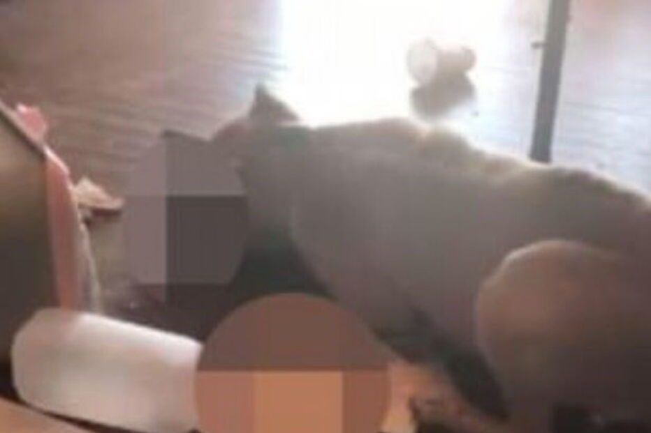 Chega a casa e vê o pitbull dos vizinhos a devorar o seu gato