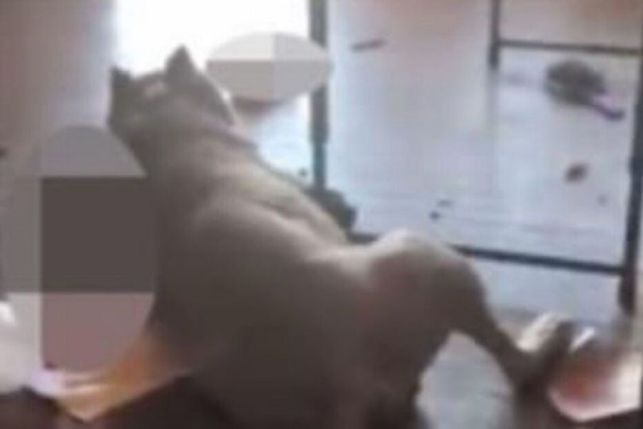 Chega a casa e vê o pitbull dos vizinhos a devorar o seu gato