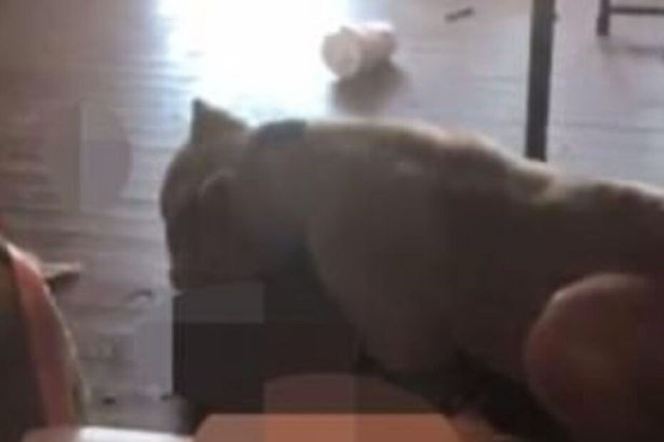 Chega a casa e vê o pitbull dos vizinhos a devorar o seu gato