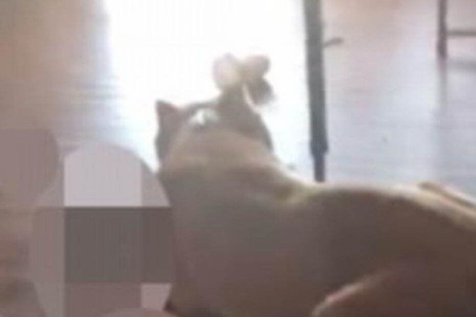 Chega a casa e vê o pitbull dos vizinhos a devorar o seu gato