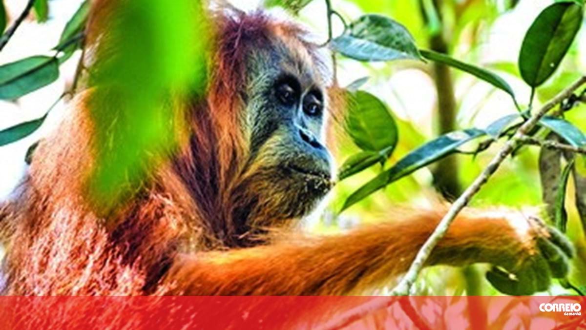 Orangotango é o primeiro animal observado a curar ferida com uma planta medicinal – Sociedade