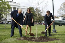 Árvore que Macron ofereceu a Trump já não está no jardim