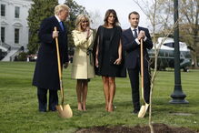 Árvore que Macron ofereceu a Trump já não está no jardim