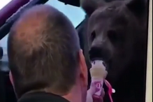 O dono da gelataria alimentou o urso 