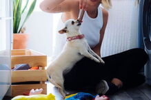 Jessica Athayde sempre demonstrou o amor pelos seus cães