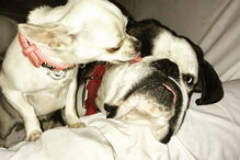 Jessica Athayde sempre demonstrou o amor pelos seus cães