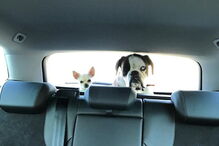 Jessica Athayde sempre demonstrou o amor pelos seus cães